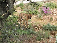 Nyala