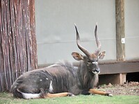 Nyala mannetje