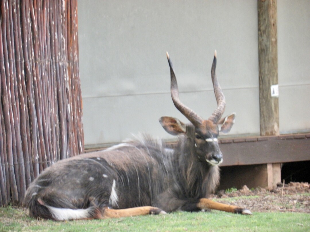 Nyala mannetje