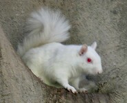 Albino