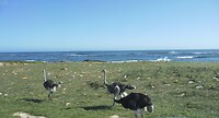 Struisvogels