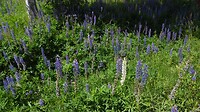 Lupines