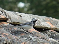 Vogeltje