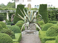Mega grote agave