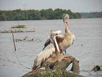 SAM_7471