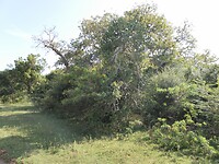 SAM_8443