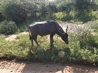 SAM_8462