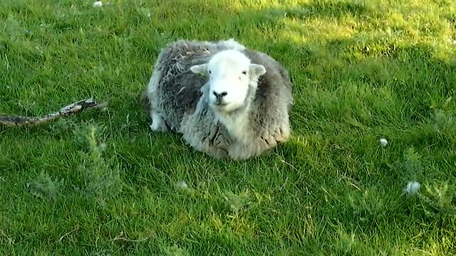 Herkauwend schaap