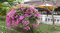 SAM_9895