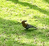 IMG_4966