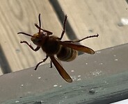 IMG_5115