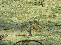 SAM_0067