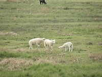 SAM_0139