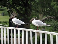 SAM_0187