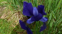 SAM_0278