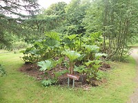 SAM_0215