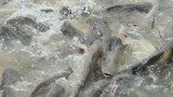 Hongerge meervallen in de Chao Praya.