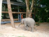 Kleine olifant in het ziekenhuis van Lampang