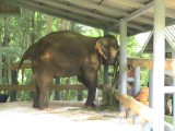 Motala met een beenamputatie