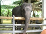 Derde olifant in het hospitaal die handjeklap deed met zijn slurf.