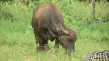 Waterbuffel onderweg.