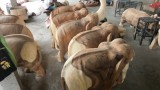 Grote olifanten in fabriekje.