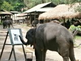 Herman Brood tekent olifant.