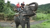 De olifant krijgt wat suikerriet.