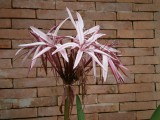 Bloem in Phowadol Resort.