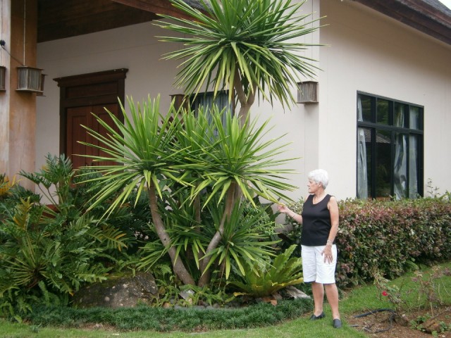 Hanny kwam een grote Yucca tegen.