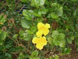 Bloem in Phowadol Resort.