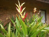 Paradijsvogelbloem in Phowadol Resort.