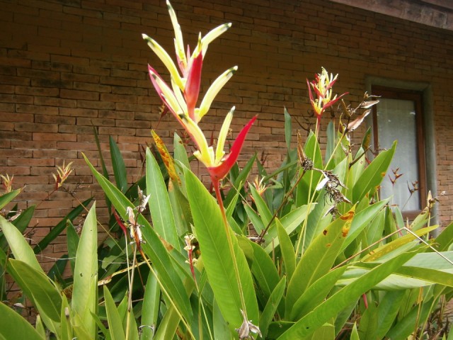 Paradijsvogelbloem in Phowadol Resort.