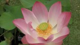 Een Lotusbloem, die de wedergeboorte symboliseert.