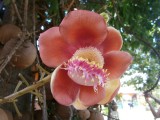 Bloem aan de Canonbaltree.