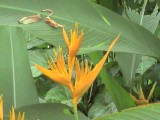 Paradijsvogelbloem Strilitzia reginae