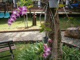 Orchidee bij pauzeplaats.