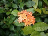 Bloem in Phowadol Resort.