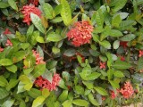 Bloem in Phowadol Resort.