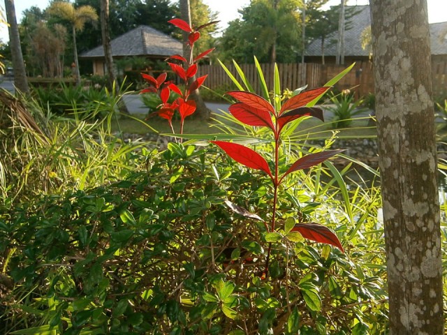 Mooie bloem in Resort.