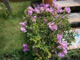 Bloem in resort.