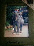 Statiefoto op olifant.