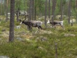 Noorwegen Reisblog noorwegen-reisblog