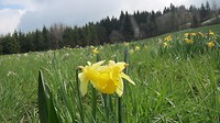 Narcis