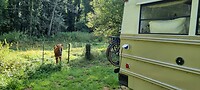 Paard in de gang!