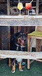 Cocktails for doggy's