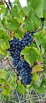 Wine to be!