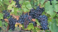 Grapes!