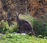 Kangeroe