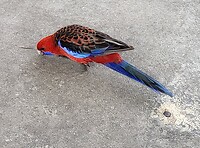 Crimson Rosella